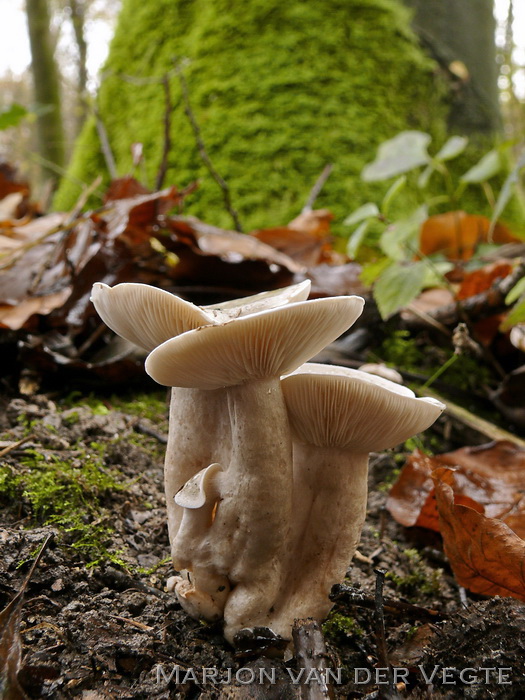 Beukenmelkzwam - Lactarius fluens